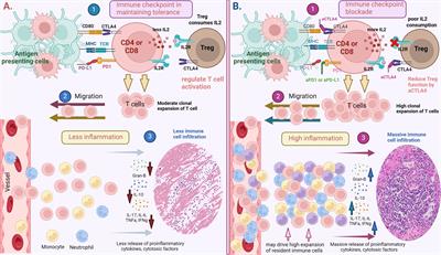 Toxicity in the era of immune checkpoint inhibitor therapy